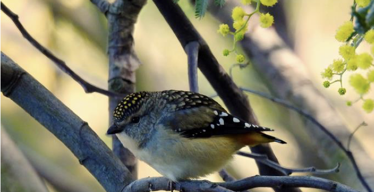 5 August bird survey